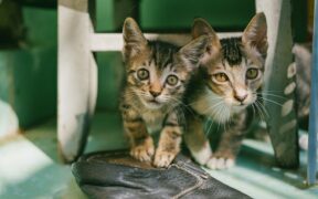 Anxiety in pets with hearing changes