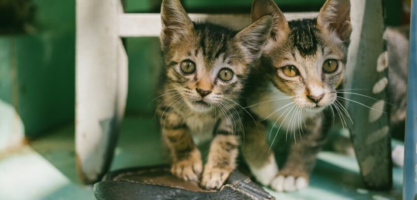 Anxiety in pets with hearing changes