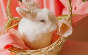 Urine color changes pets