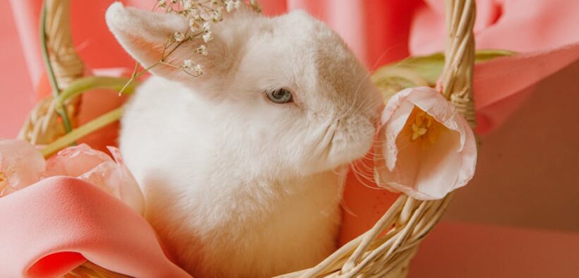 Urine color changes pets