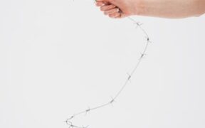 Dogs showing discomfort with restraint