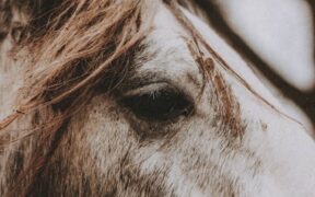 When Pet Breath Changes Should Be Noted