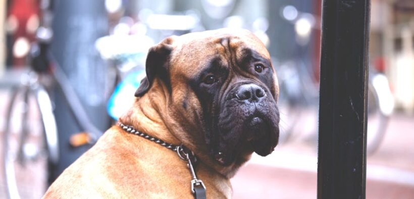 How to prevent bloat risks in large breed dogs