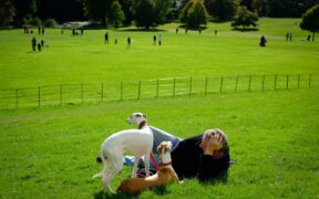 Dogs Reacting During Overstimulating Environments