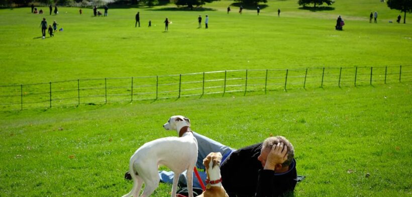 Dogs Showing Tension Near Their Resting Area
