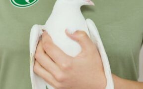 Pet dental care awareness and gentle care