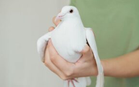 Pet dental care and calm handling