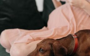 Dog bumps with crusty tops symptoms and what to know