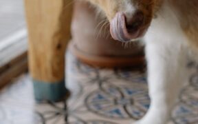 Pet aggressively licking urine area