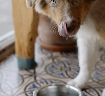 Pet aggressively licking urine area