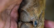 Dog thickened skin around nails symptoms
