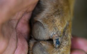 Dog thickened skin around nails symptoms