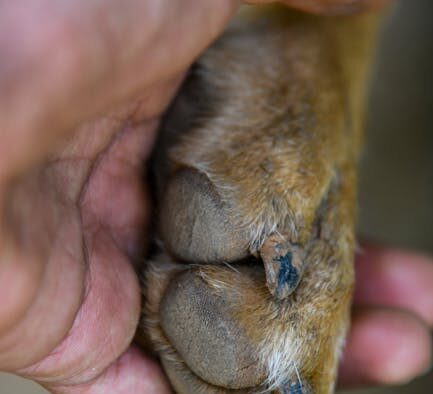 Dog thickened skin around nails symptoms