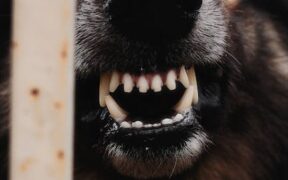 Dog growling meaning