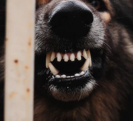 Dog growling meaning