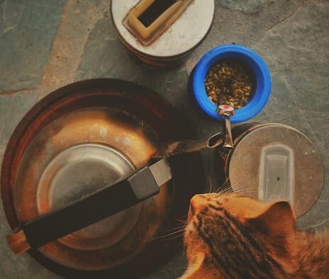 Cat stool containing visible food pieces digestive symptom