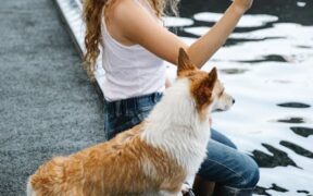 Urine pooling in fur pets