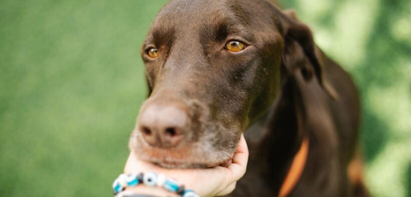 Dogs reacting to certain touch areas