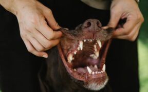 Pet dental care basics