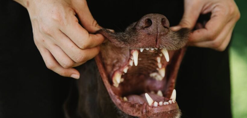 Pet dental care and consistency