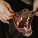 Pet mouth care basics for dogs