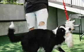 Basic training for dogs that dig in the yard