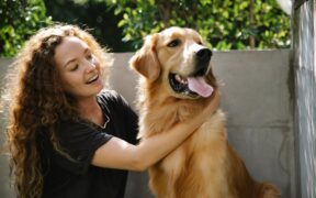 Pet Dental Care in Shy Pets