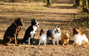 Sit as a default behaviour for dogs