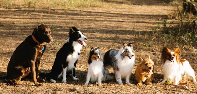 Sit as a default behaviour for dogs