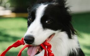 Dogs Reacting When Leash is Clipped