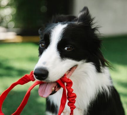 Why some dogs need additional vaccines based on environment