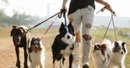 Loose leash walking basics for dogs