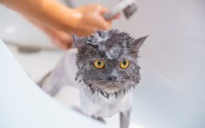 Preventing parasite outbreaks in cat households