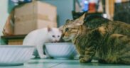 Feeding guide for cats in multi story homes