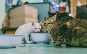 Feeding guide for cats in multi story homes