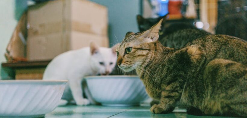 Feeding guide for cats in multi story homes