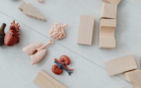 Kidney bean toxicity pets