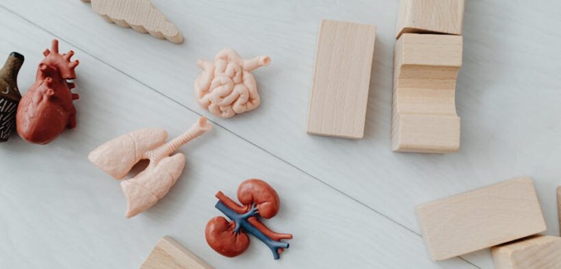 Kidney bean toxicity pets