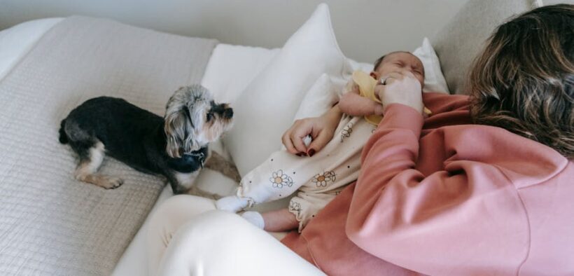 Baby gates and safe spaces in dog training