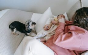 Dog dehydration signs causes and safe home monitoring