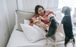 Feeding guide for diabetic dogs