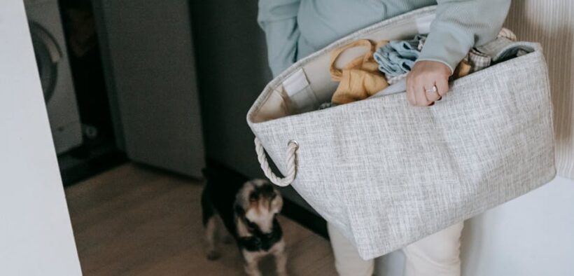 Preventing plaque buildup in dogs daily hygiene