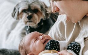 Dog crying when trying to poop symptoms and concerns