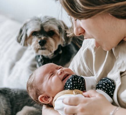 Dog crying when trying to poop symptoms and concerns