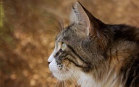 Cat sensitive digestion with intermittent vomiting