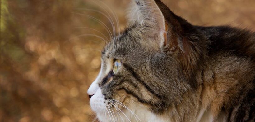 Cat sensitive digestion with intermittent vomiting