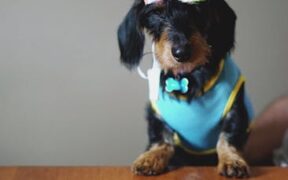 Dogs Becoming Agitated During Noisy Events