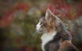 Cat droopy eye symptoms causes and care