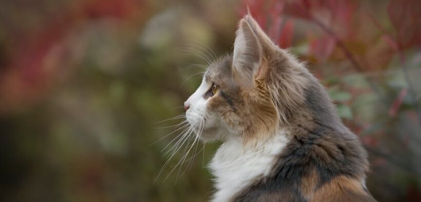 Cat droopy eye symptoms causes and care