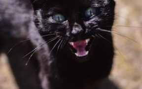 Throat irritation cat